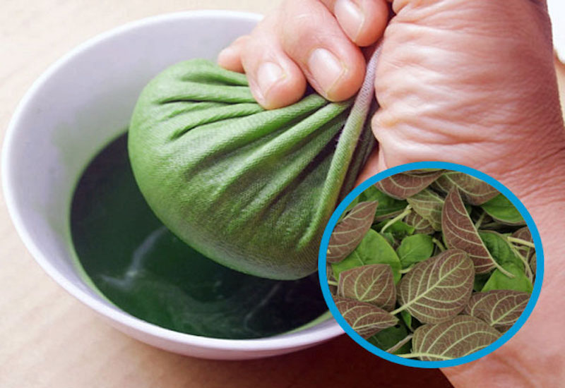 Lá mơ lông vừa là một loại rau ăn, vừa là một vị thuốc