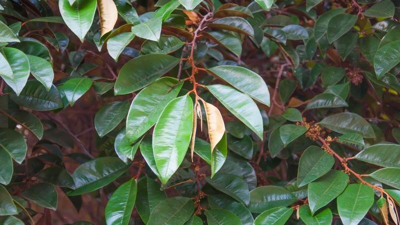 Lá vú sữa được biết đến với công dụng chữa bệnh dạ dày hiệu quả