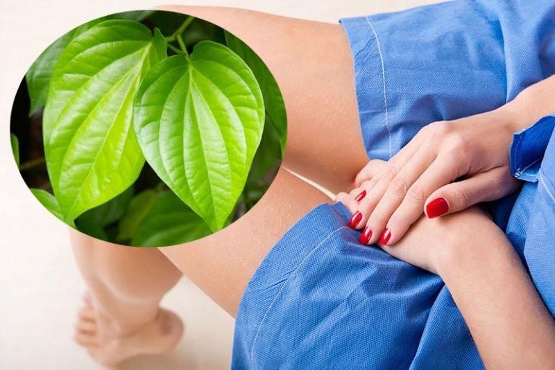 Có thể sử dụng lá trầu không để hỗ trợ điều trị nhiễm nấm Candida vùng kín